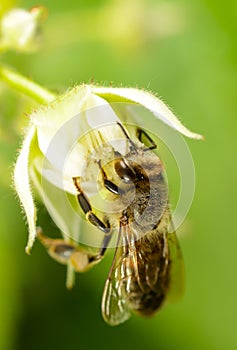 Bee on flower of raspberry