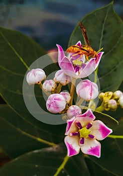 Bee and Flower Relation View