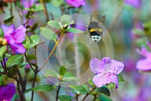 Bee on flower rosemary