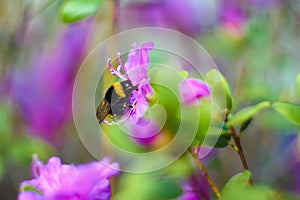 Bee on flower rosemary