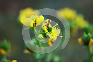 A bee on the flower of Ruta graveolens