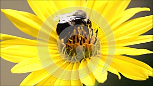 Bee on flower Silphium perfoliatum Cup Plant