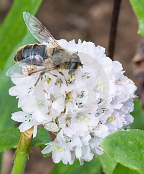 Bee on Flower