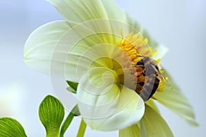 Bee on a flower.