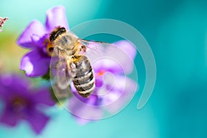 Bee on the flower. Small useful insect is working and making honey. Honeybee with wing on the blossom. Spring at countryside of me