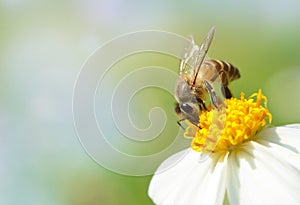 Bee on flower with soft blurred background