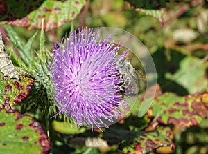 Bee on a flower in the summer