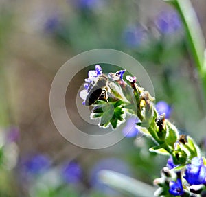 Bee on flower, summer mornig shot