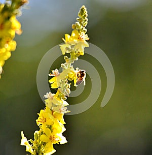 Bee on flower, summer  mornig shot