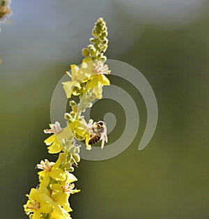 Bee on flower, summer  mornig shot