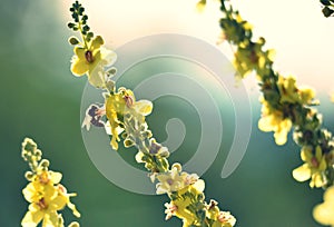 Bee on flower, summer  mornig shot photo