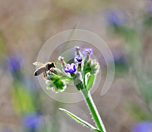 Bee on flower, summer  mornig shot photo