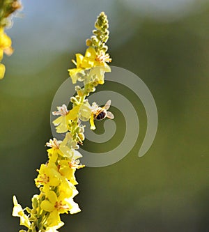 Bee on flower, summer mornig  shot