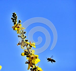 Bee on flower, summer mornig  shot photo
