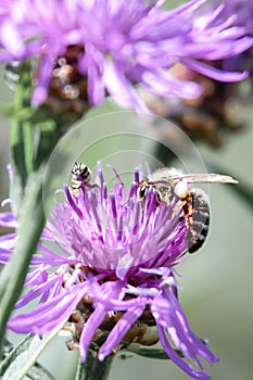 Bee on a flower. Two European honey bee Apis mellifera pollenation on violet flowers in Switzerland.