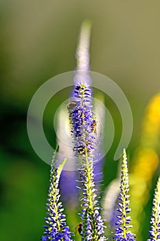 Bee on a flower of a Veronica
