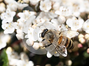 bee on flower of Viburnum tinus photo