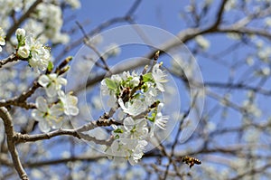 Bee on a flower of the white cherry blossoms.