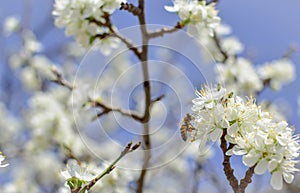Bee on a flower of the white cherry blossoms.