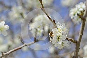 Bee on a flower of the white cherry blossoms.