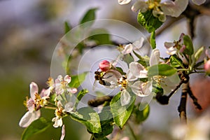 Bee on a flower white cherry blossoms. White flowers bloom in the trees. Spring landscape with blooming sakura tree.