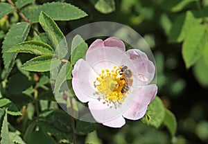 Bee on a flower of wild rose