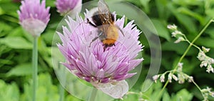 Bee on a flower,wonderful pollination.