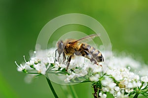 Bee on the flower