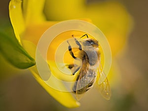 bee on a flower, yellow daffodil