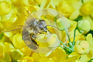 Bee on flowering shrubs