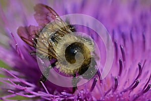 Bee on a flowering thistle