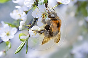 Bee on a flowering tree. Spring, the beauty of nature.