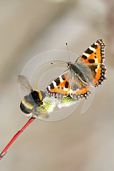 Bee, flowering willow branch with bright butterfly