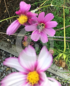 Bee flowers