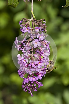 Bee on flowers