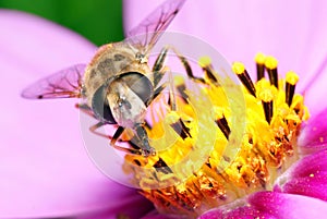 Bee on flowers.