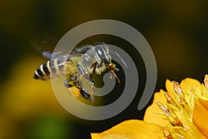 Miel de abeja a flores 