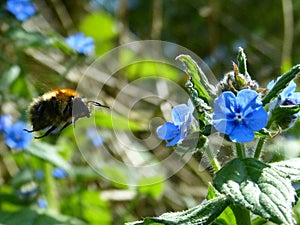 Bee and flowers