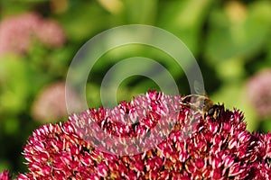 Bee with flowers. The bee has benefited from the flower is the sweet water, the flower has bee pollinating