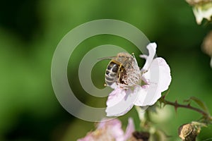 Bee on flowers of blackberries