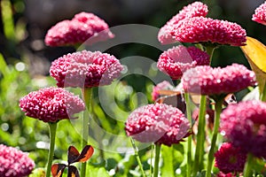 Crimson daisies in the sunlight