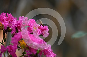 Bee on flowers of Crepe myrtle