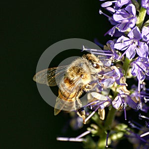 Bee flowers garden