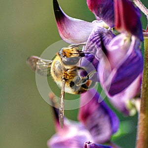 Bee flowers garden