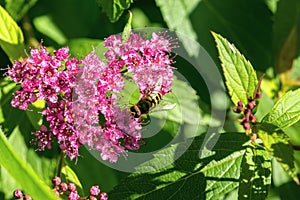 Bee and flowers.