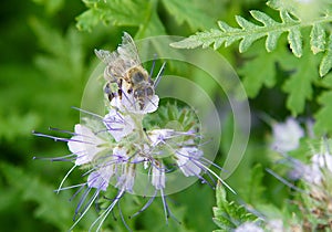 Bee on flowers of Phacelia