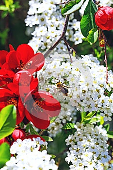 Bee on flowers of spiraea cinerea, near red bells flowers.