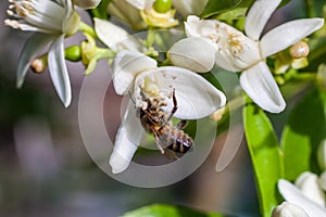 Bee on a flowers of a tangerine tree