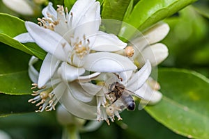 Bee on a flowers of a tangerine tree