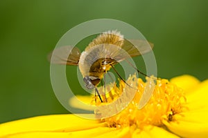 Bee-Fly